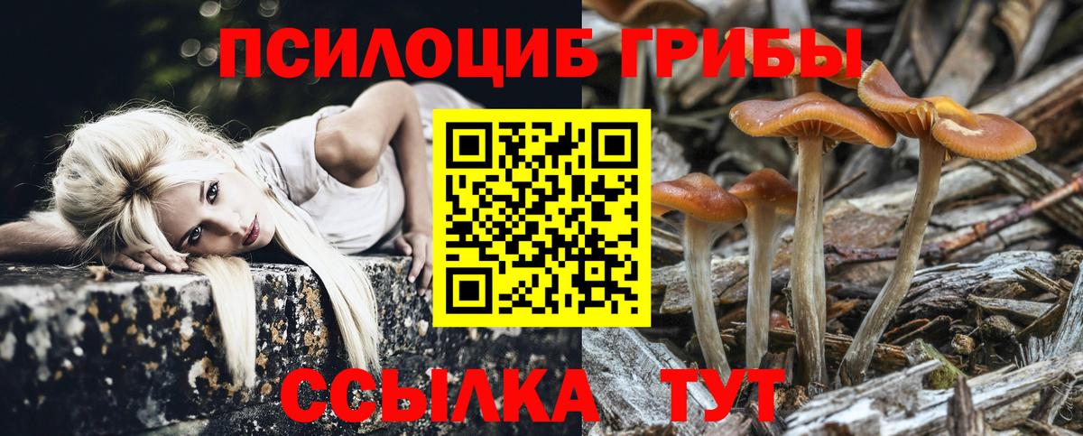 Псилоцибиновые грибы Psilocybe  Сунжа  Галлюциногенные грибы ЛСД 